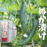 【デメリットもある】簡単で手が汚れない『ぬかチューブ』でぬか漬けを作ってみた！