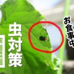 【やさお酢】お酢を使ってきゅうりの虫対策をしてみる｜ウリハムシ