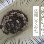 【レビュー】アシナガバチの巣の駆除依頼をしてみた｜蜂駆除専門スズメバチ110番