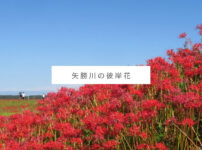 【半田市】矢勝川沿いに咲く300万本の彼岸花を見に行こう！駐車場・見ごろ