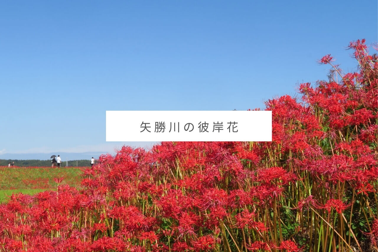【半田市】矢勝川沿いに咲く300万本の彼岸花を見に行こう！駐車場・見ごろ
