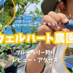知多半島のブルーベリー狩り『ウェルハート農園』がオススメ！時間無制限で遊び場もあり！